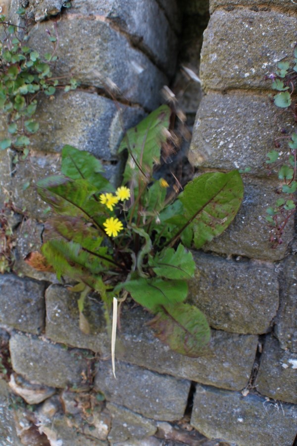 [Fil ouvert] Fleurs et plantes - Page 20 Img_0932