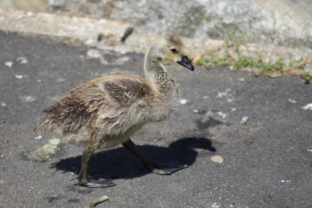  [Ouvert] FIL - Oiseaux. - Page 33 Img_1735