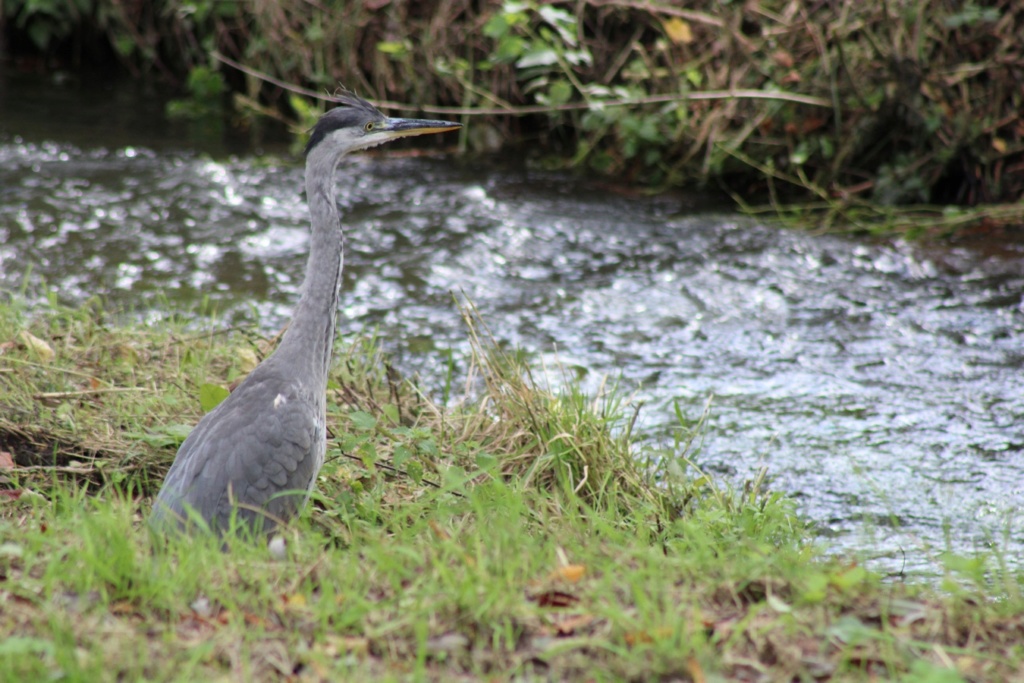  [Ouvert] FIL - Oiseaux. - Page 34 Img_2640