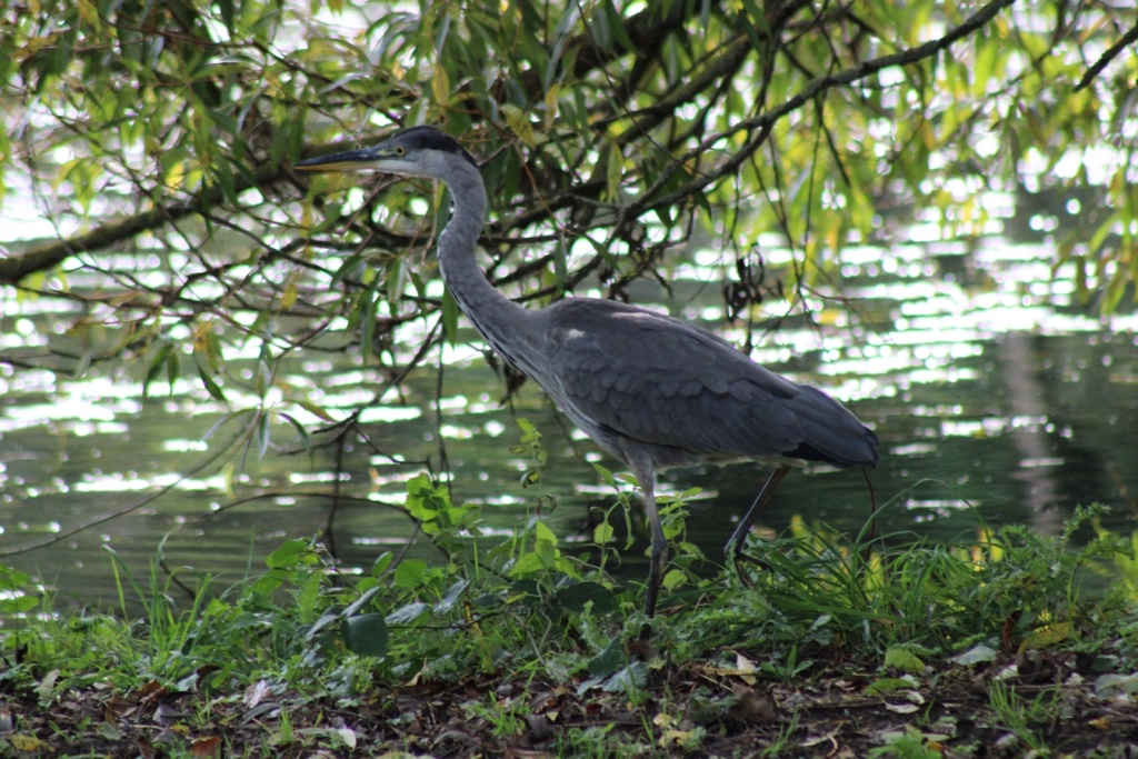  [Ouvert] FIL - Oiseaux. - Page 34 Img_2641