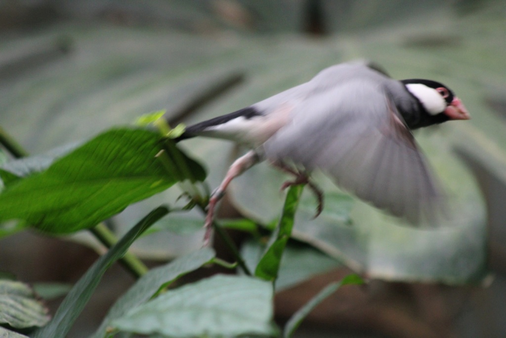  [Ouvert] FIL - Oiseaux. - Page 34 Img_2742