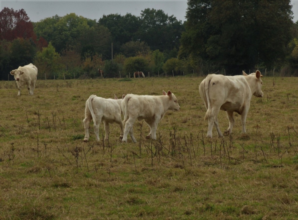 [Ouvert] Animaux divers. - Page 23 Img_3014