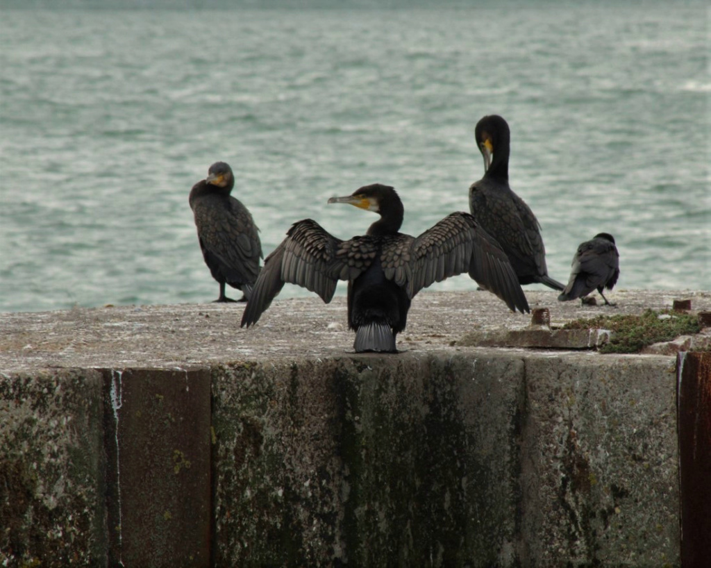  [Ouvert] FIL - Oiseaux. - Page 18 Img_3325