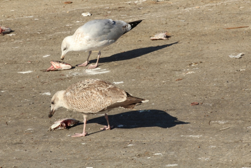  [Ouvert] FIL - Oiseaux. - Page 18 Img_3714