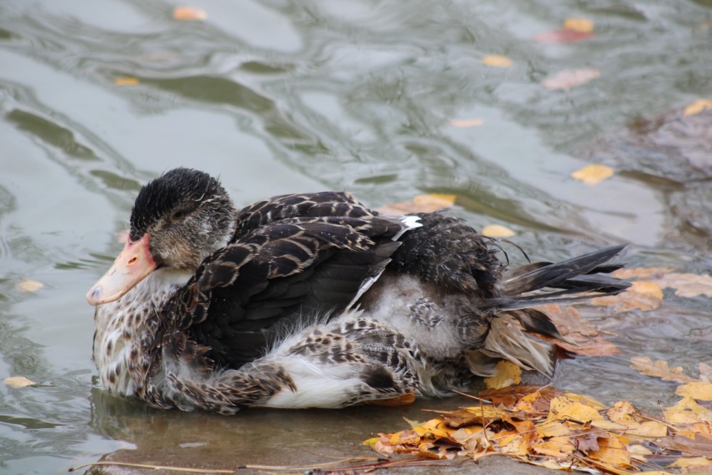  [Ouvert] FIL - Oiseaux. - Page 37 Img_4543