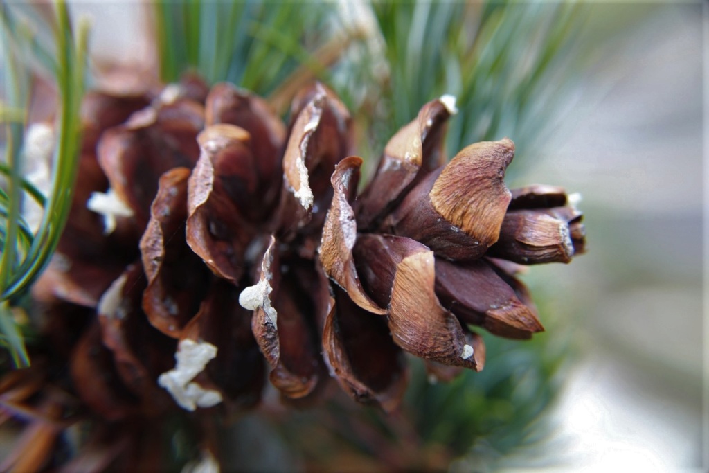 Essais avec une lentille MACRO Img_4918