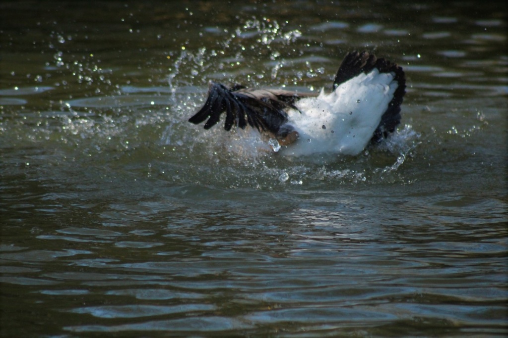  [Ouvert] FIL - Oiseaux. - Page 23 Img_5621