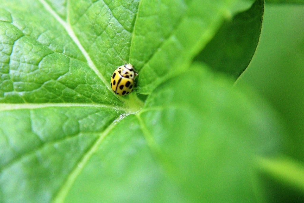 (FIL OUVERT) INSECTES ET PAPILLONS. - Page 11 Img_7312