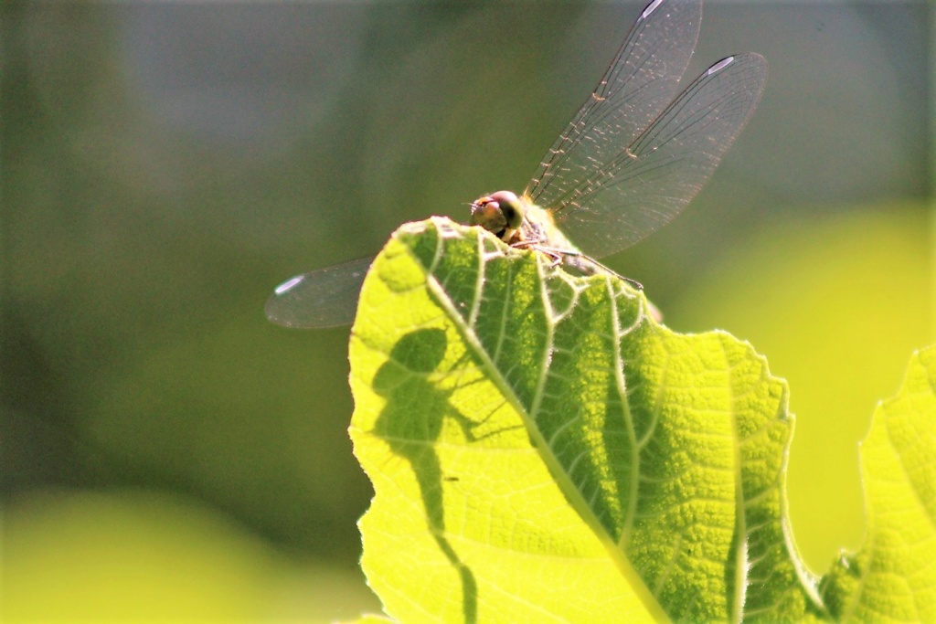 (FIL OUVERT) INSECTES ET PAPILLONS. - Page 12 Img_7737