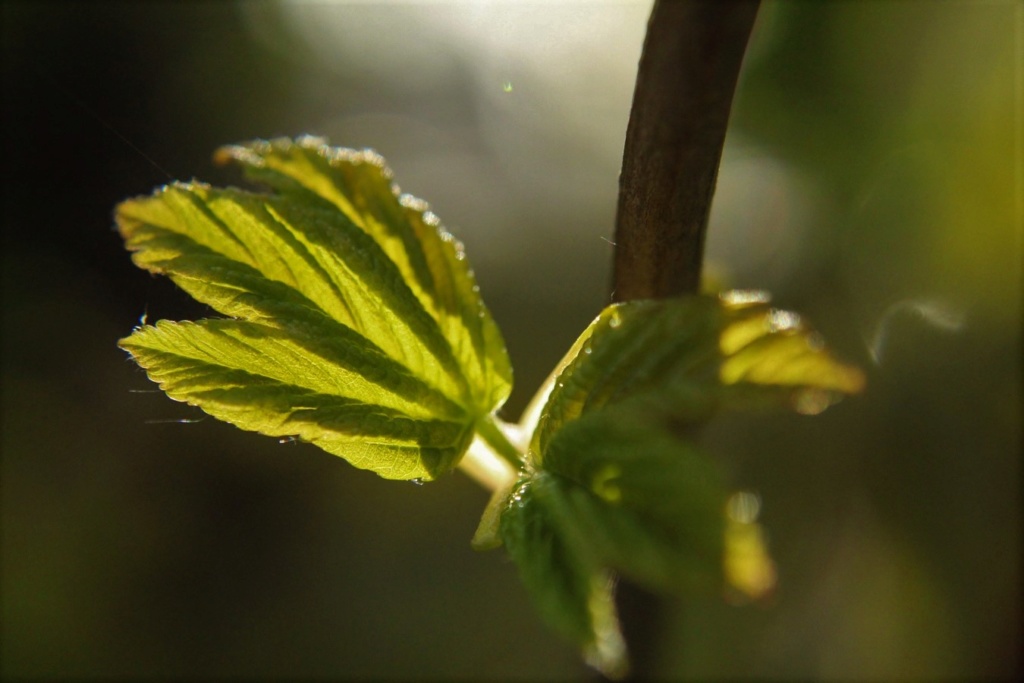 Thème du mois d'avril 2019 : Tout petit ... Img_7811