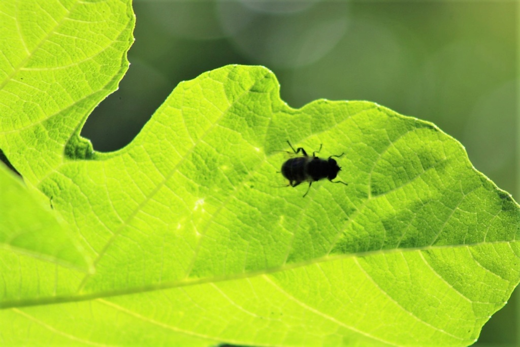 (FIL OUVERT) INSECTES ET PAPILLONS. - Page 12 Img_7822