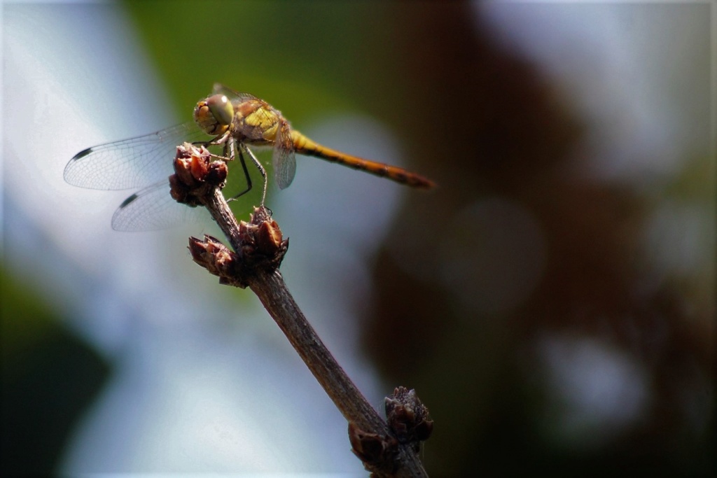 (FIL OUVERT) INSECTES ET PAPILLONS. - Page 13 Img_7824