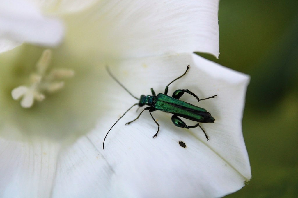 (FIL OUVERT) INSECTES ET PAPILLONS. - Page 13 Img_8020