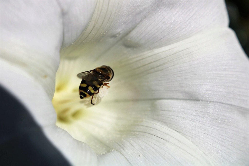 (FIL OUVERT) INSECTES ET PAPILLONS. - Page 15 Img_8456