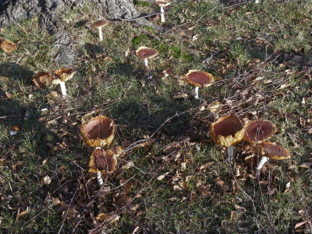 [fil ouvert] les champignons - Page 12 Pc120010