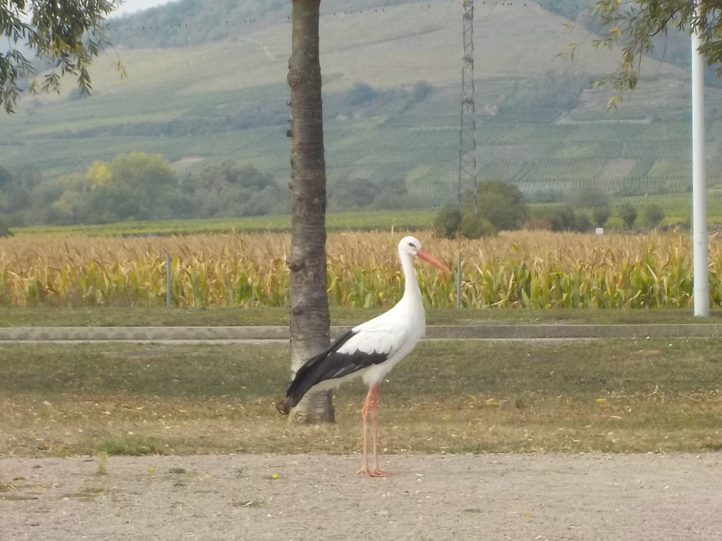 "Les copains d'abord, les copains d'abord..." Dscn0235