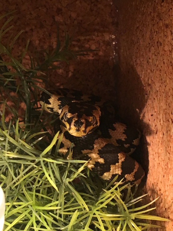 Comportement Morelia Spilota cheynei juvenile 84284110