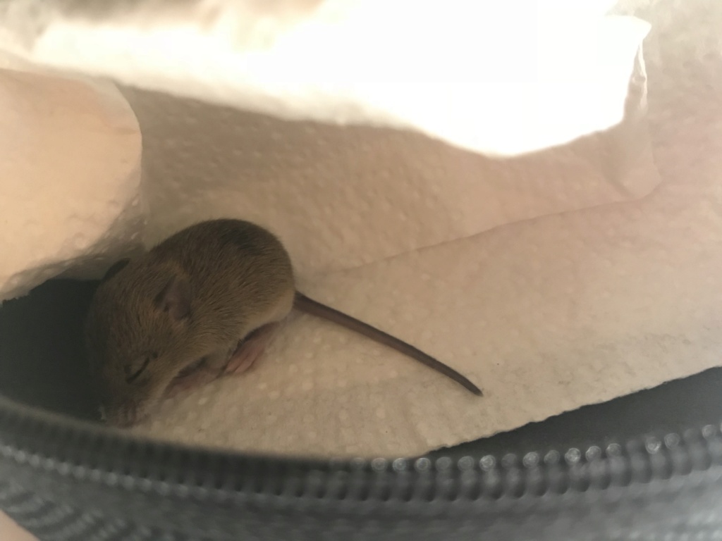 URGENT Souris bébé trouvé  Ed2dee10