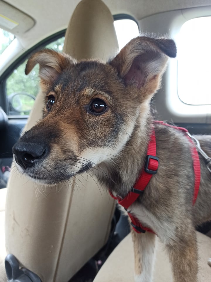 MILO (ex ORLANDO) - chiot mâle, typé chien loup, de taille moyenne à grande à l'âge adulte - né environ en mars 2021 - REMEMBER ME LAND - Adopté par Iléana (Belgique)  21765110