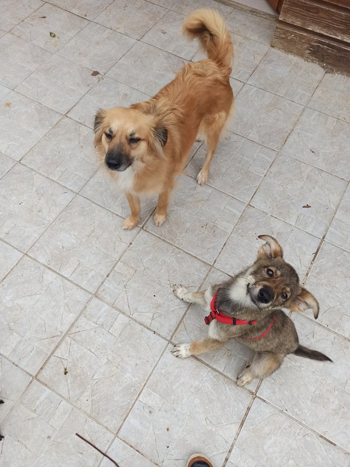 MILO (ex ORLANDO) - chiot mâle, typé chien loup, de taille moyenne à grande à l'âge adulte - né environ en mars 2021 - REMEMBER ME LAND - Adopté par Iléana (Belgique)  21789710