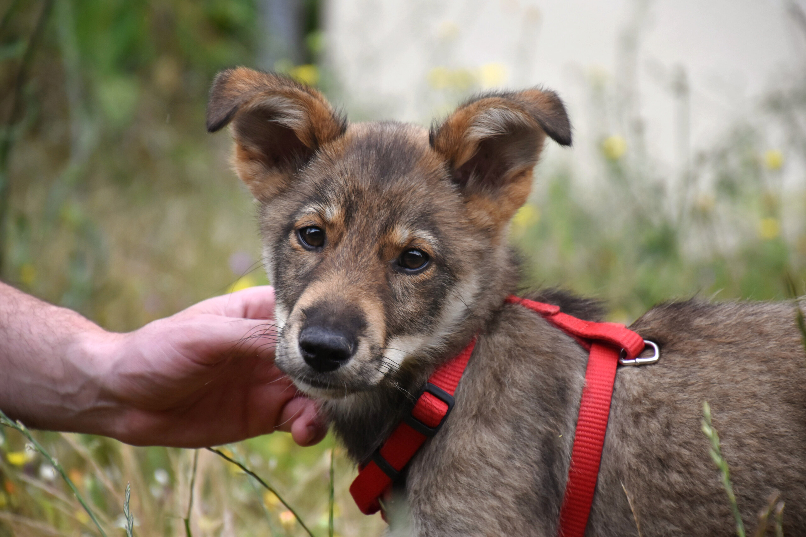 MILO (ex ORLANDO) - chiot mâle, typé chien loup, de taille moyenne à grande à l'âge adulte - né environ en mars 2021 - REMEMBER ME LAND - Adopté par Iléana (Belgique)  310