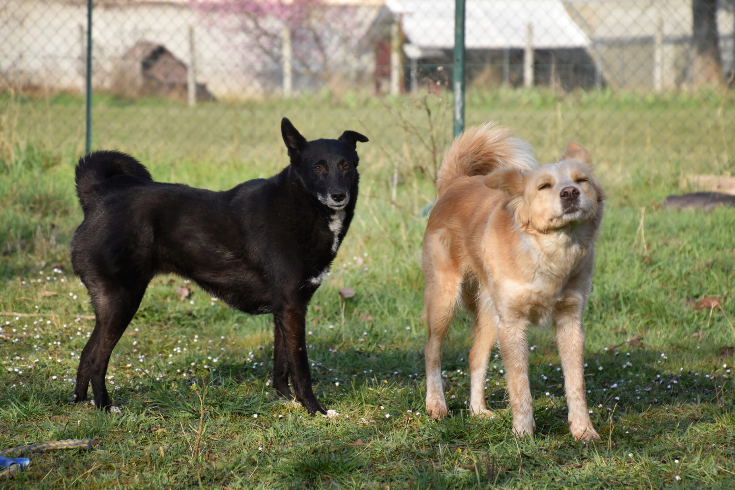 GUMP - !! + 5 ANS DE BOX!! femelle, croisée, taille moyenne, née environ en  avril 2012  - REMEMBER ME LAND - en FA chez Marine (62) - Adoptée par Antoine (91) - Page 15 715