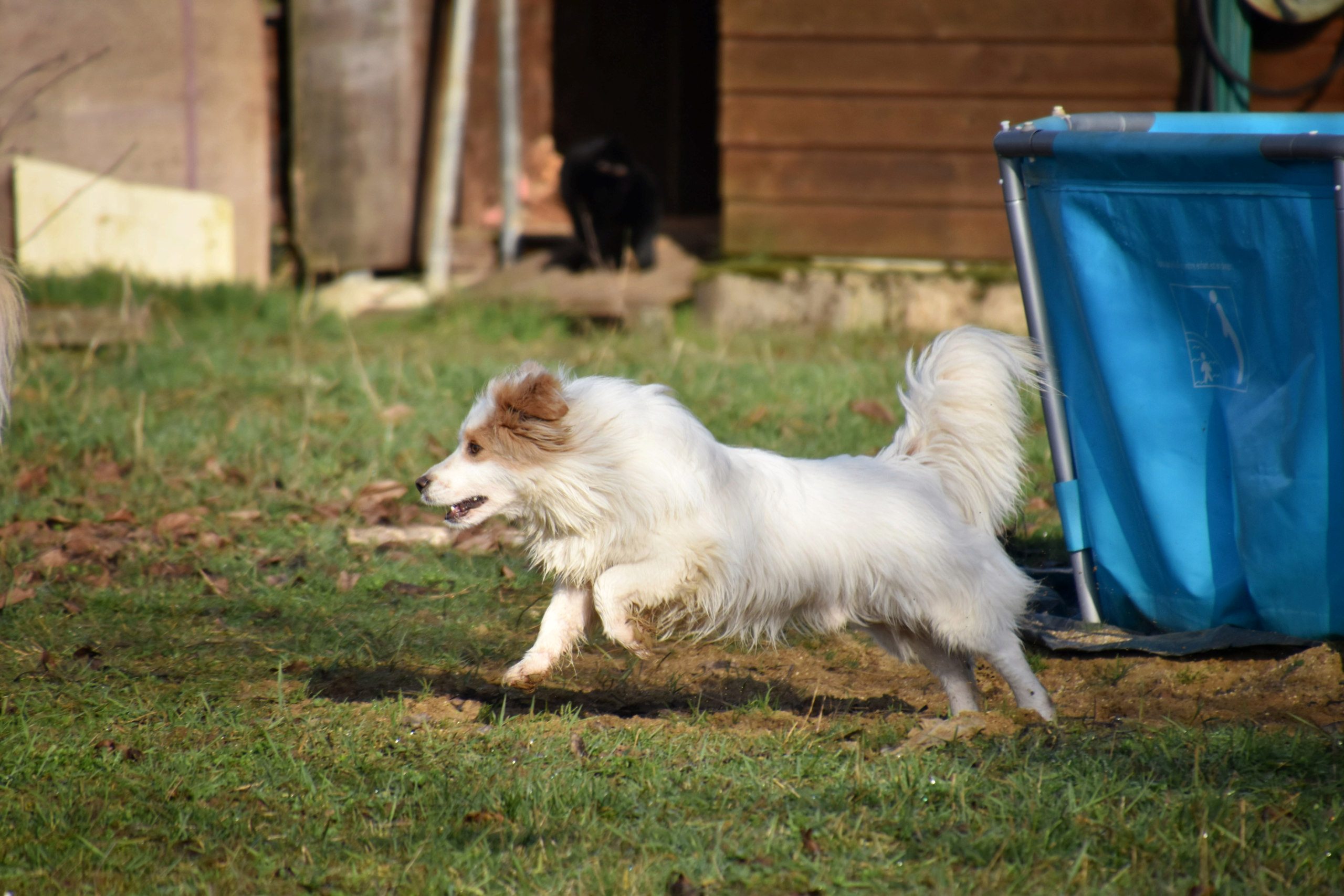 BILBO (ex COMANCHE) - Mâle croisé, de petite taille - né environ en septembre 2017 - adopté par Joanna (44)  - Page 2 Dsc_0016