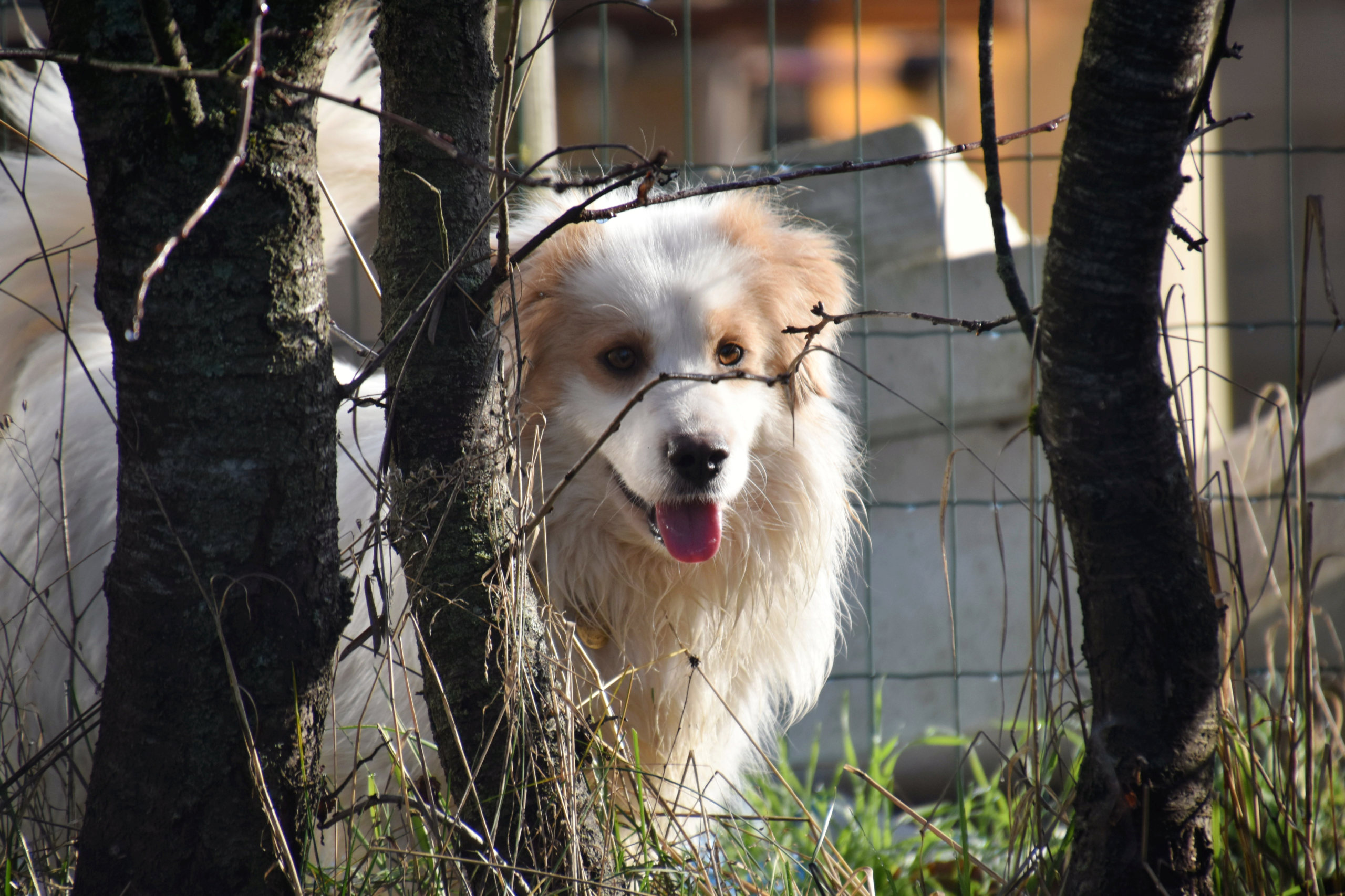 BILBO (ex COMANCHE) - Mâle croisé, de petite taille - né environ en septembre 2017 - adopté par Joanna (44)  - Page 2 Dsc_0023