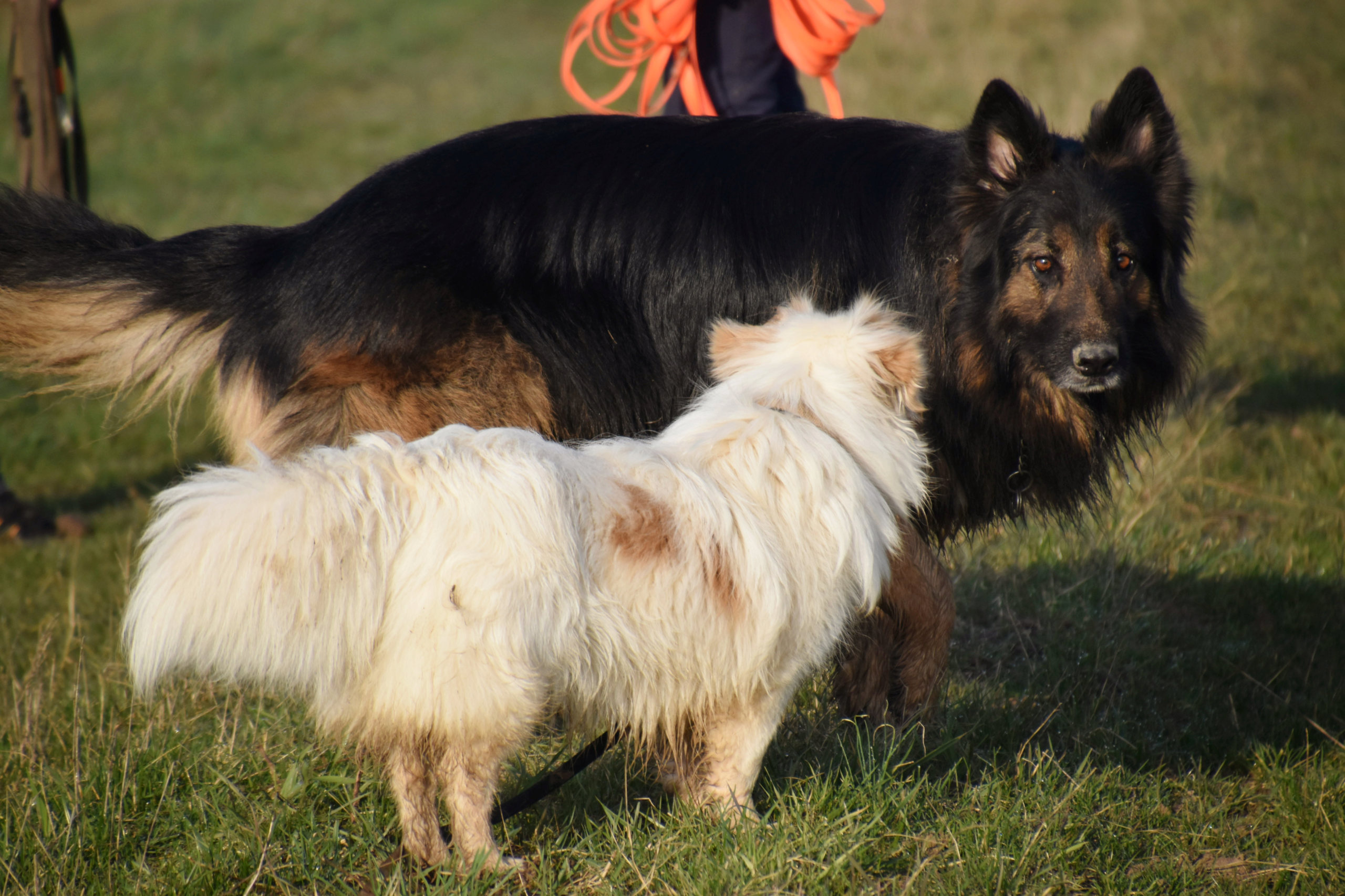 BILBO (ex COMANCHE) - Mâle croisé, de petite taille - né environ en septembre 2017 - adopté par Joanna (44)  - Page 2 Dsc_0029