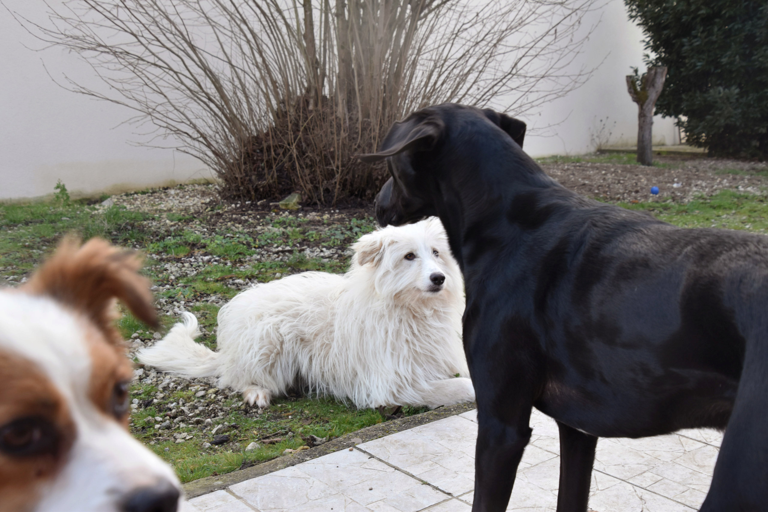 USTINE - Chiot femelle - taille moyenne à l'âge adulte - Née environ décembre 2018 - adoptée par Tomy (45)  - Page 3 Dsc_0037