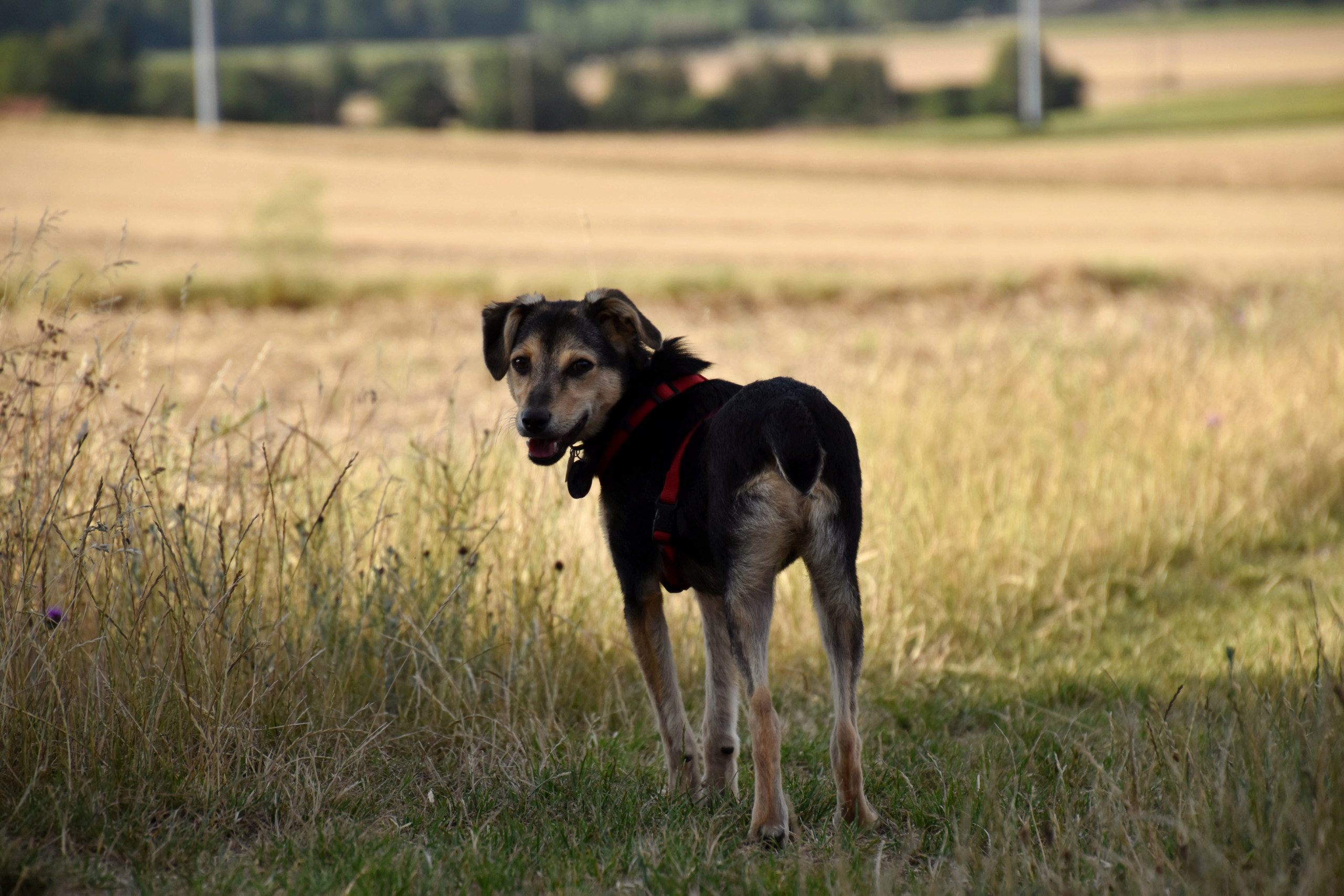 YSSANE - femelle - taille petite à moyenne à l'âge adulte - Née environ fin décembre 2019 - Adoptée par Laura et Samy (45) Dsc_0094