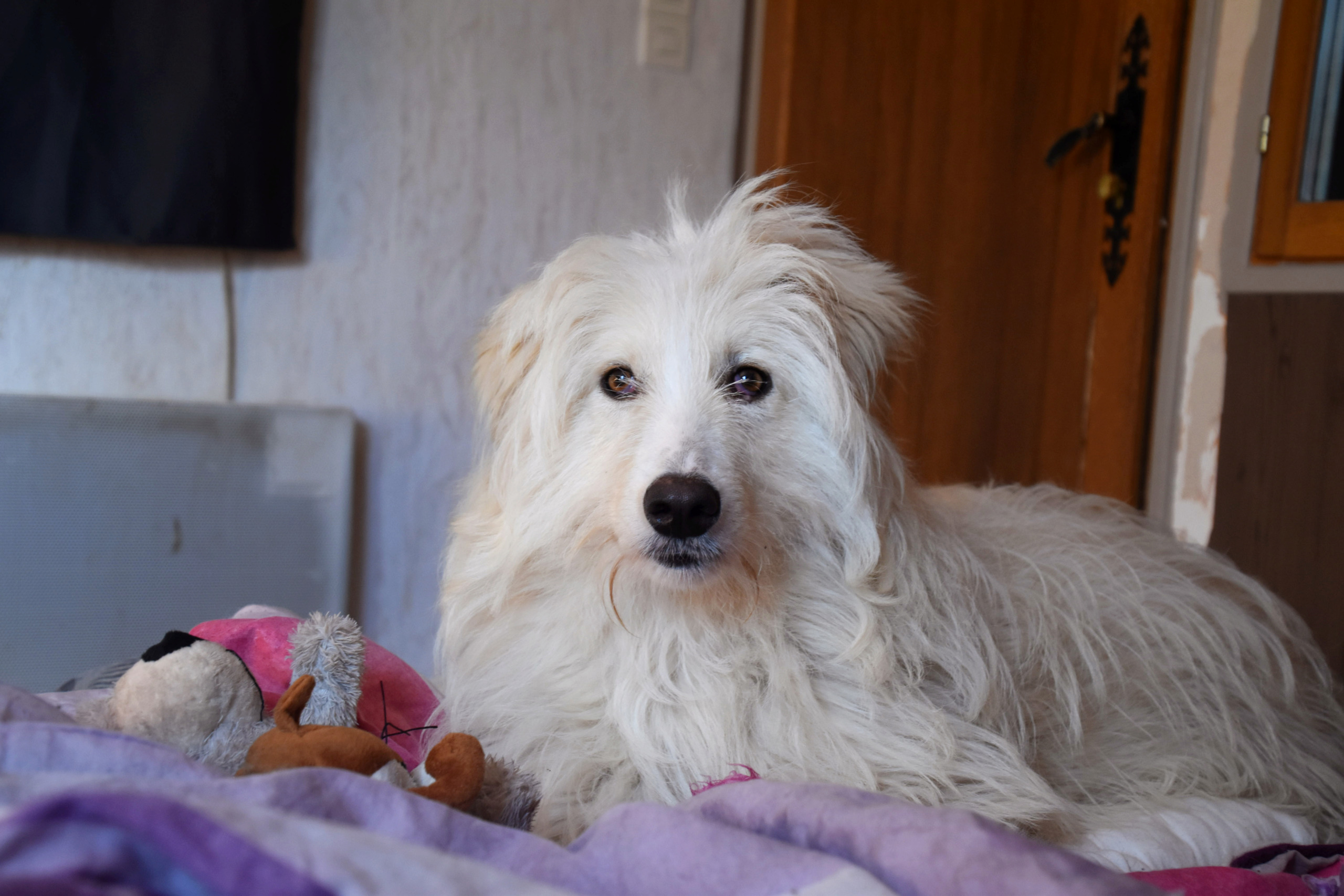 USTINE - Chiot femelle - taille moyenne à l'âge adulte - Née environ décembre 2018 - adoptée par Tomy (45)  - Page 2 Dsc_0123