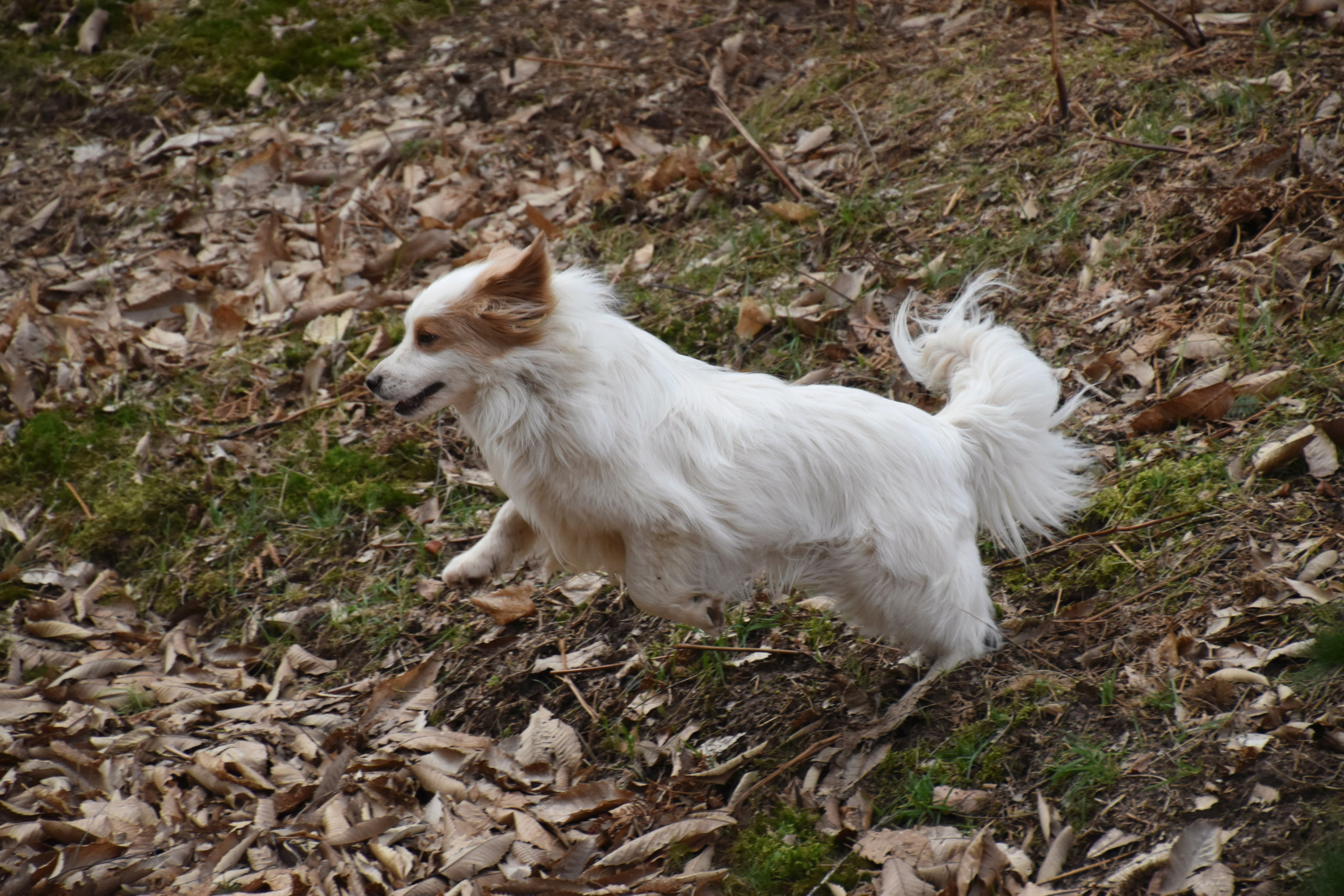 BILBO (ex COMANCHE) - Mâle croisé, de petite taille - né environ en septembre 2017 - adopté par Joanna (44)  - Page 2 Dsc_0137