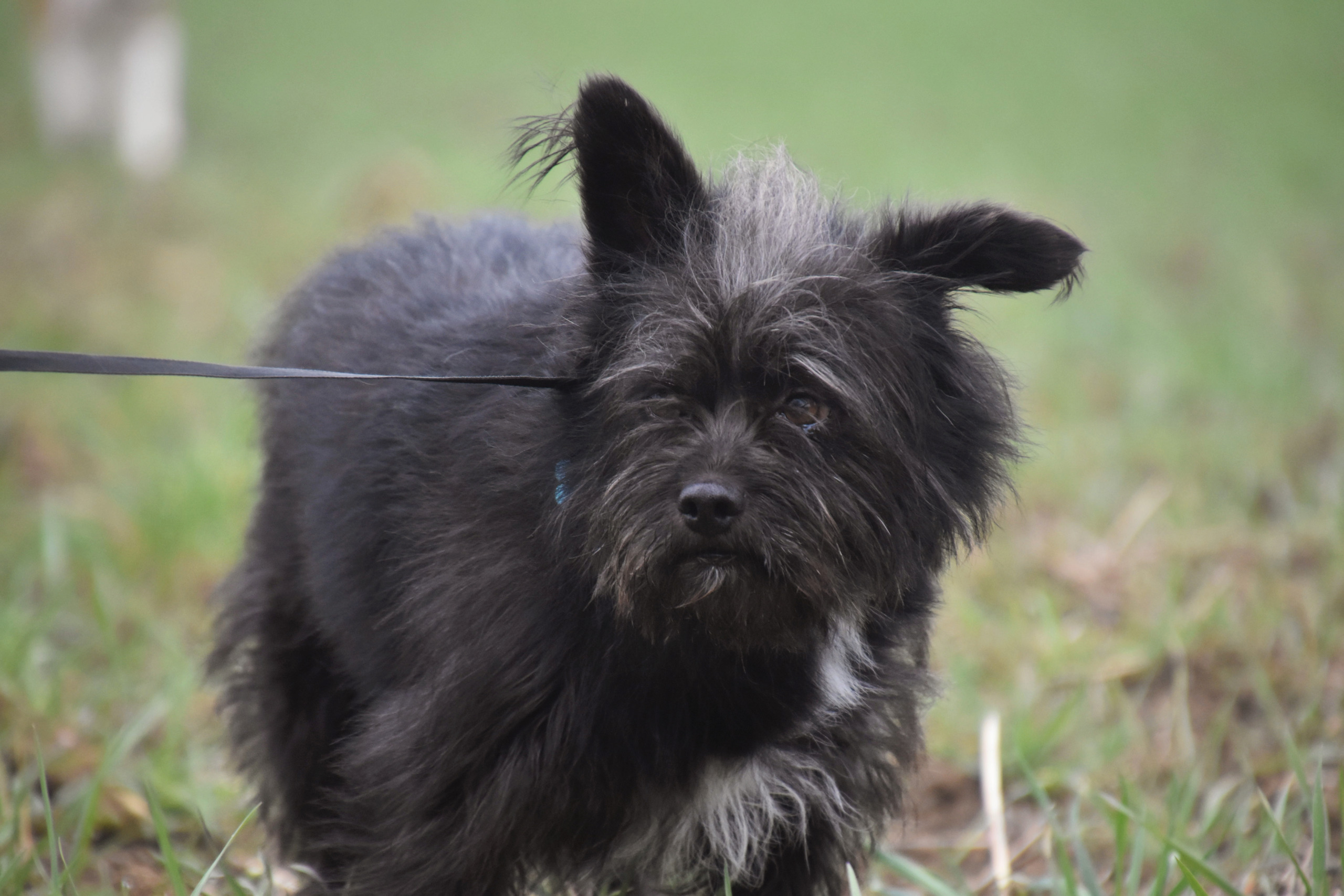 TOMBY - TOMBY - Mâle croisé cairn terrier, de petite taille - né environ en août 2014 - (PASCANI) - Adopté par Olivier (75) - Page 2 Dsc_0322