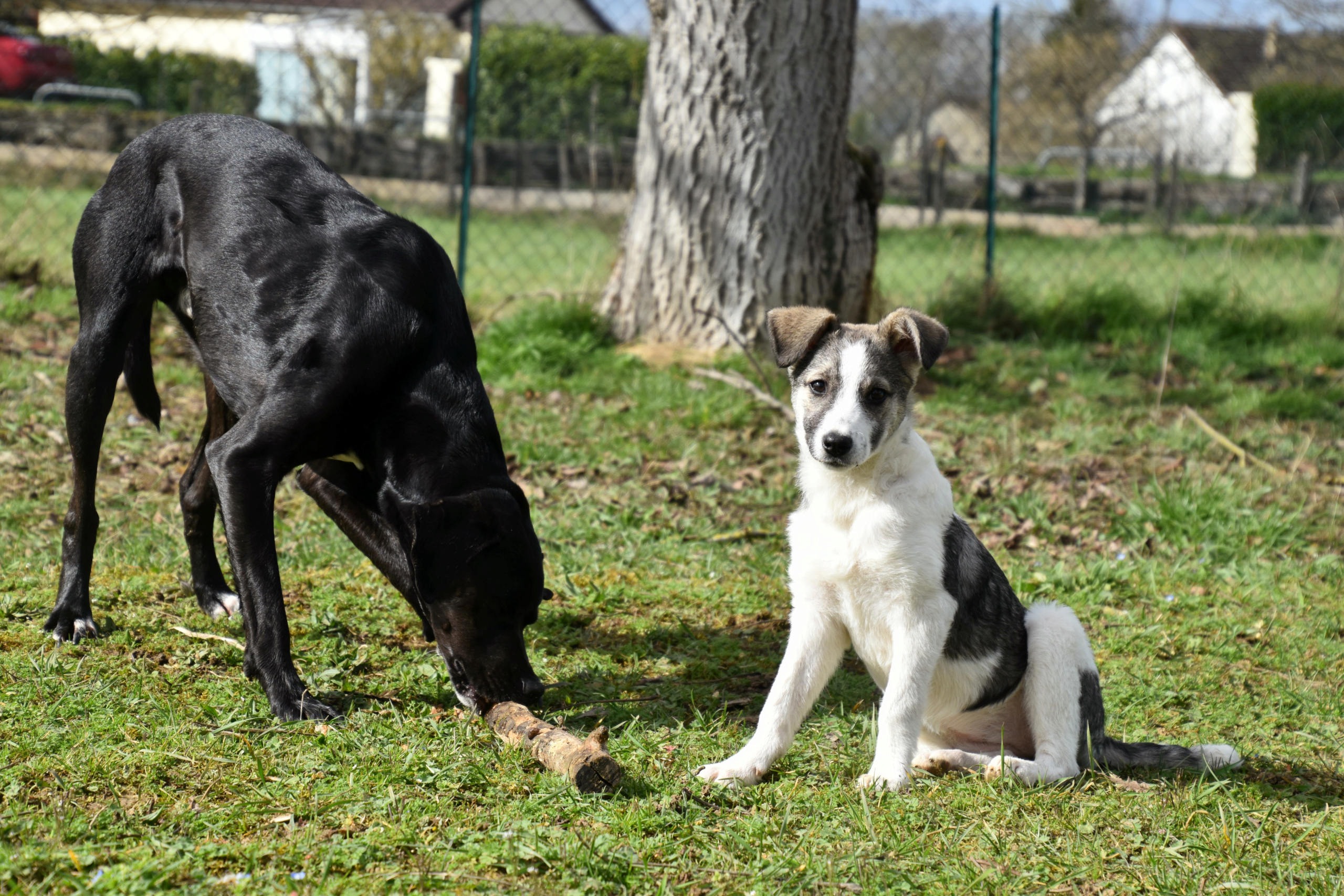 NICKY - Chiot femelle - taille petite à moyenne à l'âge adulte - Née mi octobre 2019 - Adoptée par Alexia et Thomas (89) Dsc_0340