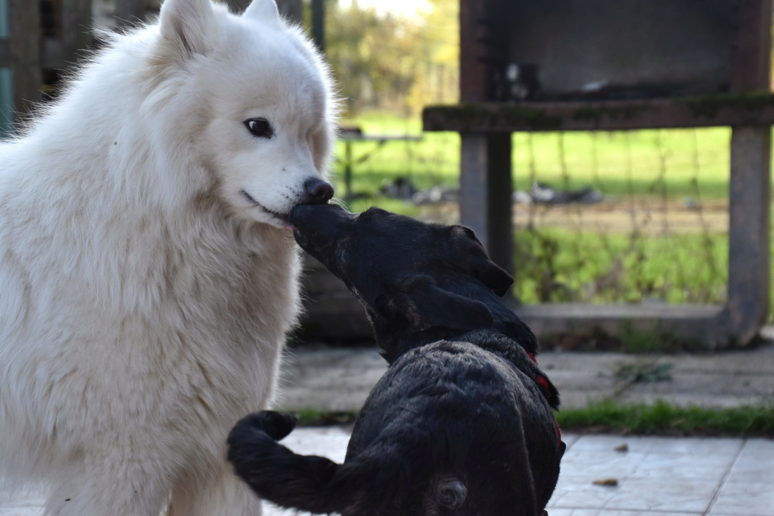 COQUILLETTE - chiot femelle, de taille moyenne à l'âge adulte - née environ en fin mai 2020 - adoptée par Élodie (89)  Dsc_0369