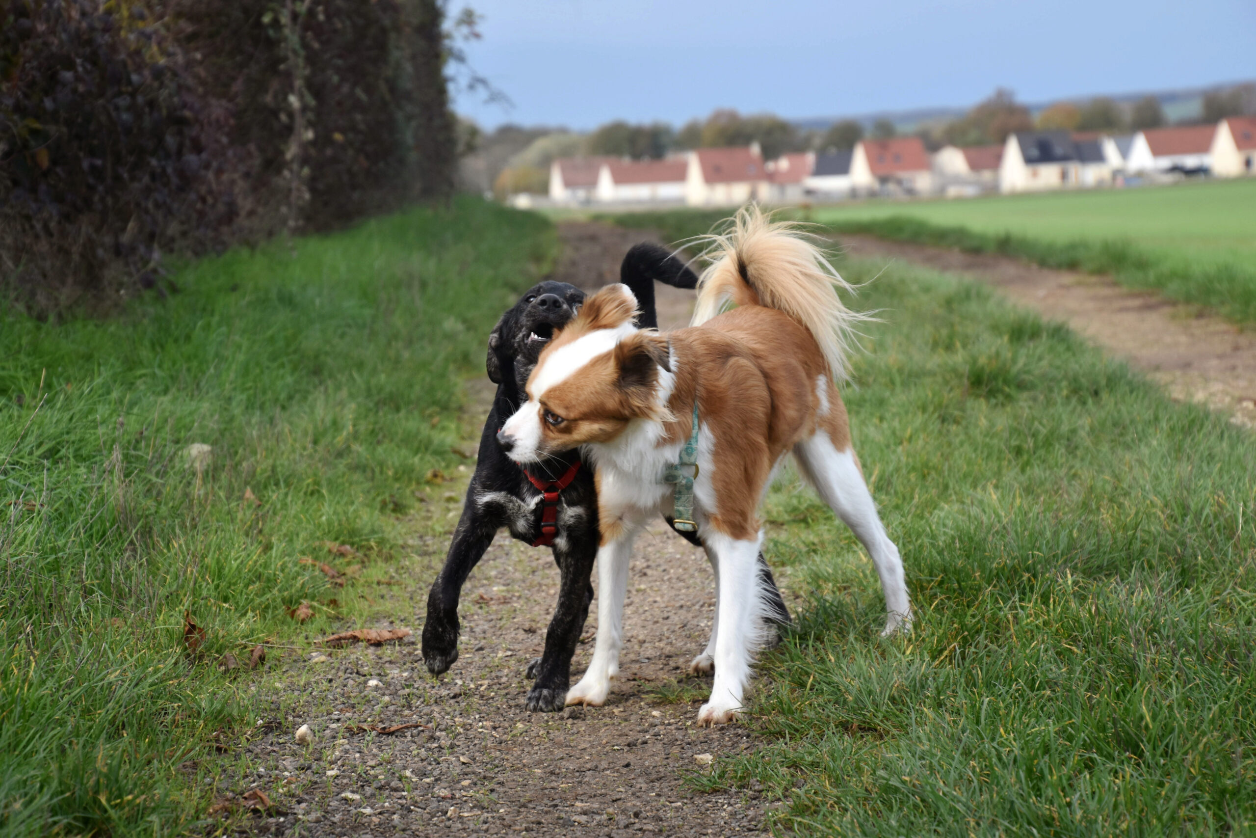 COQUILLETTE - chiot femelle, de taille moyenne à l'âge adulte - née environ en fin mai 2020 - adoptée par Élodie (89)  - Page 2 Dsc_0396