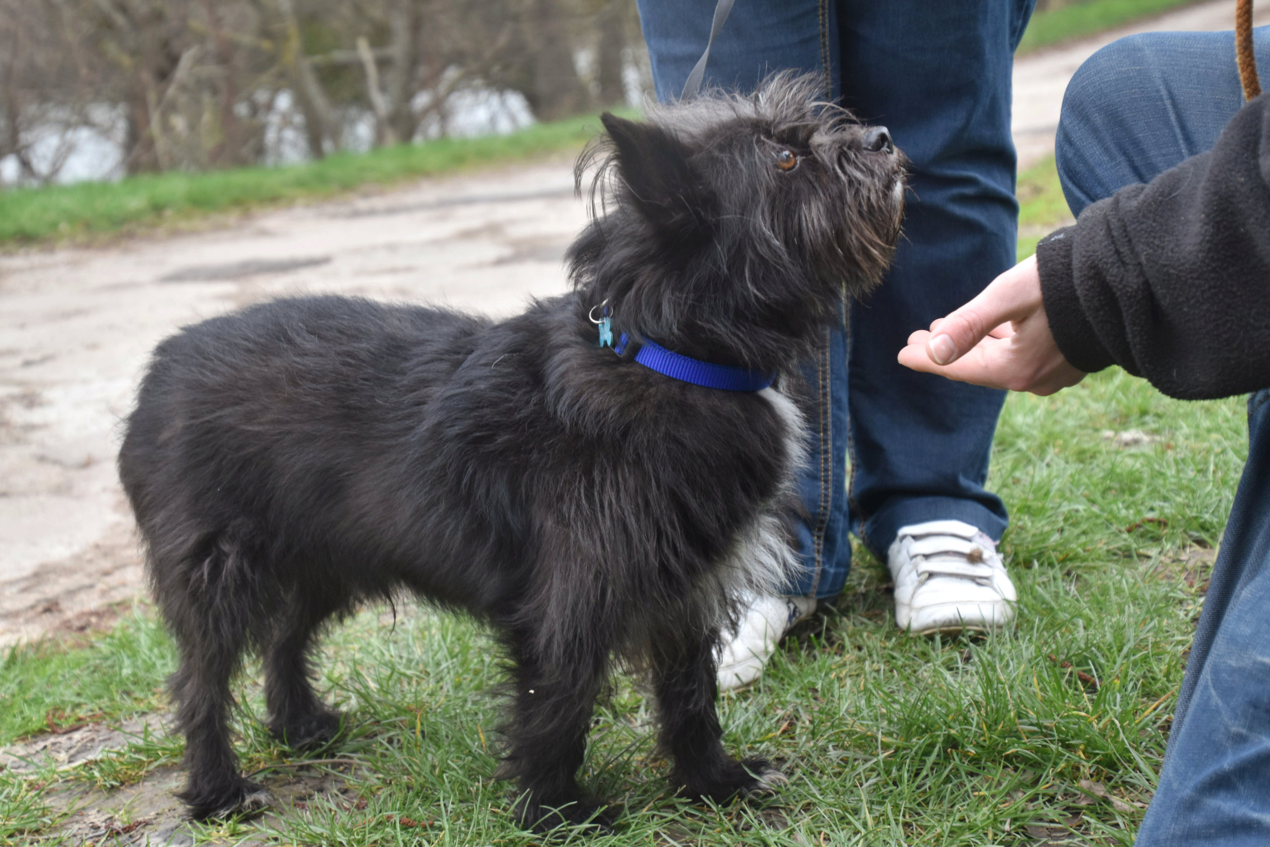 TOMBY - Mâle croisé cairn terrier, de petite taille - né environ en août 2014 - (PASCANI) - Adopté par Olivier (75) - Page 2 Dsc_0412