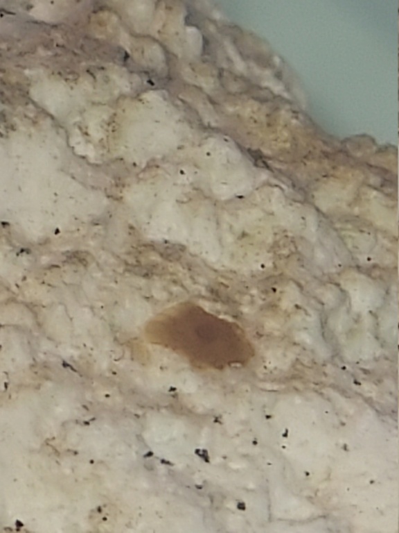 Identification  polype sur pierre vivante  20240112