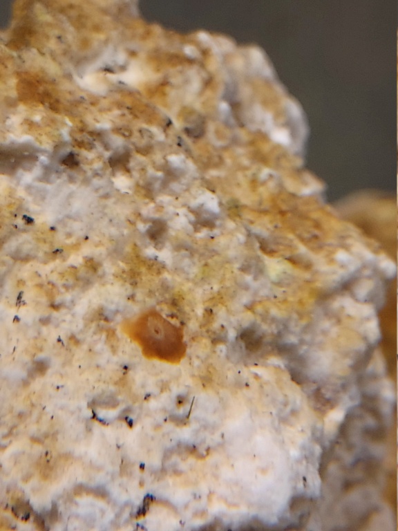 Identification  polype sur pierre vivante  20240114
