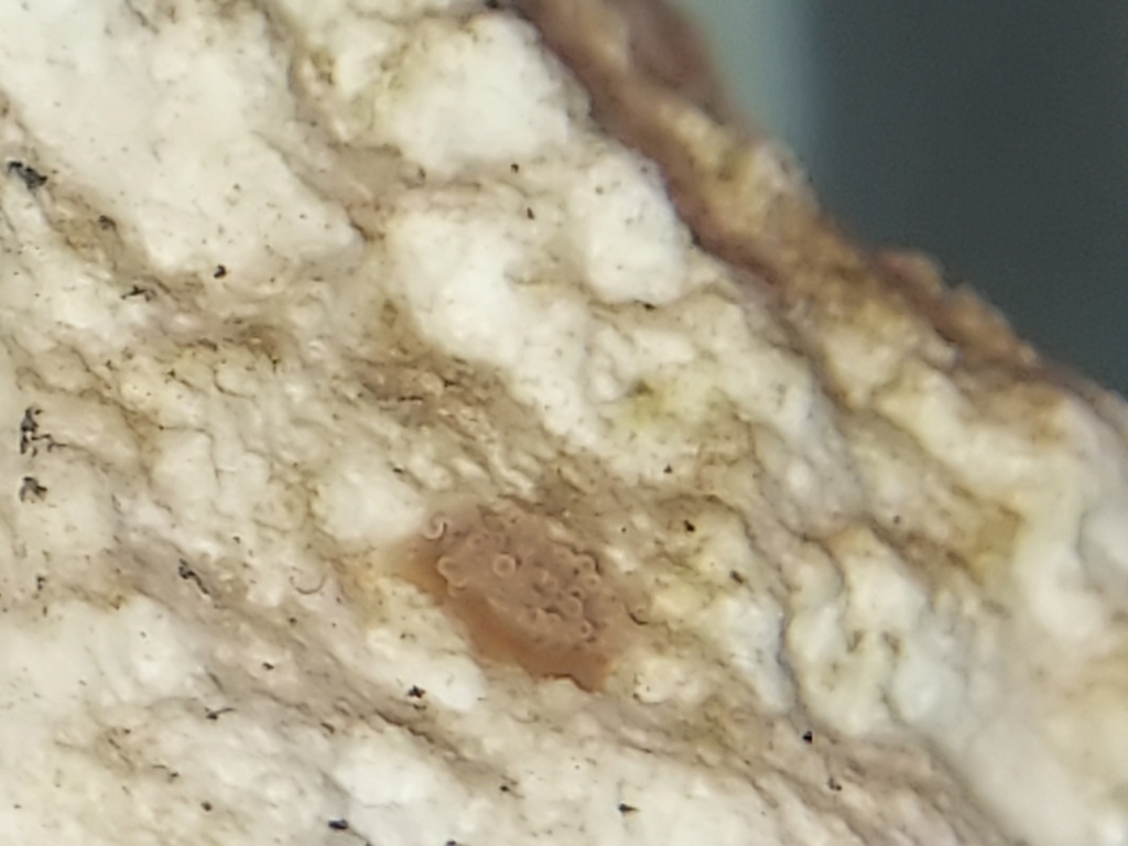 Identification  polype sur pierre vivante  20240115