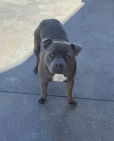 Staffy poodle cheap