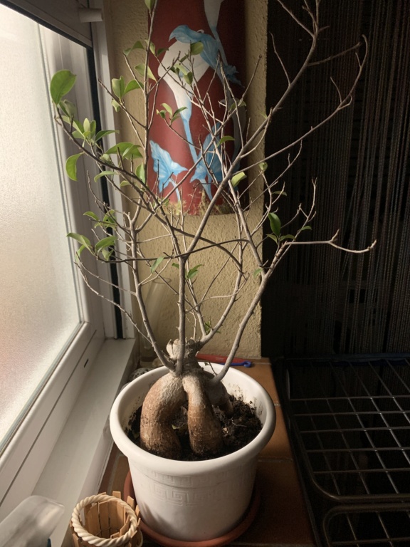 Enfermedad bonsai? Image11
