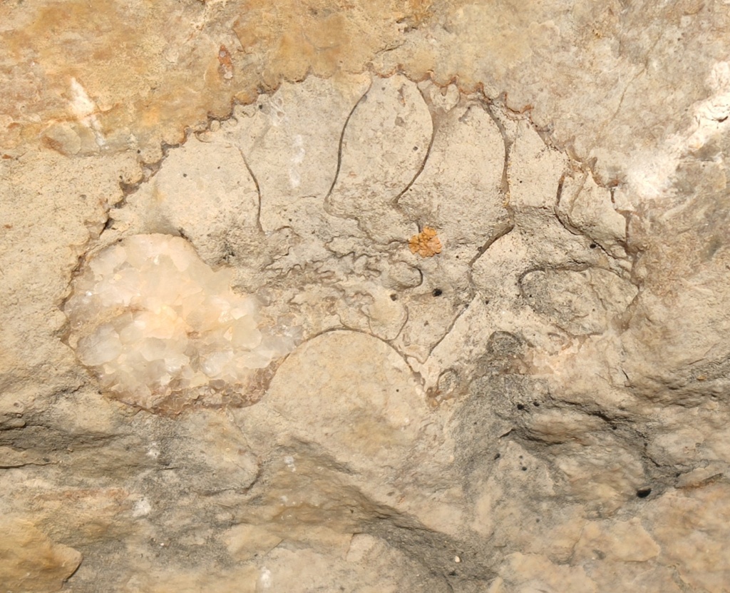 ¿Ammonites y vértebra? Img_2010
