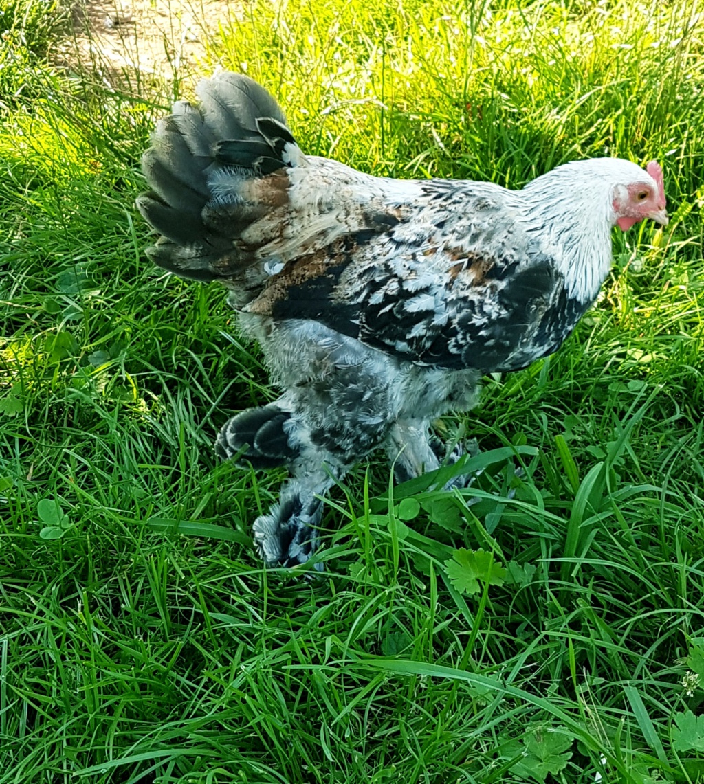 Poussin de 53 jours rejetés par toute sa fratrie Pioupi15