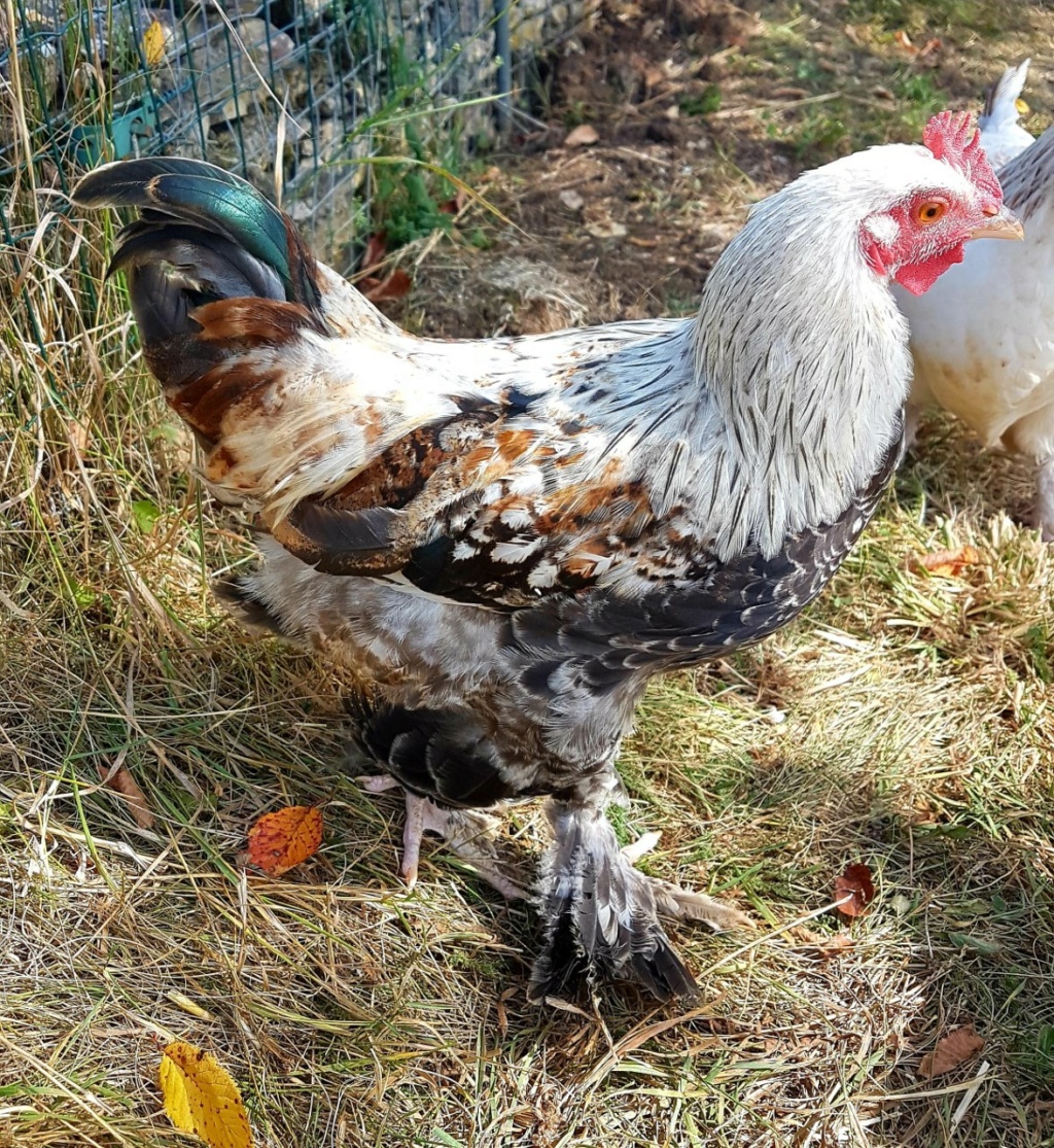 Poussin de 53 jours rejetés par toute sa fratrie Pioupi19