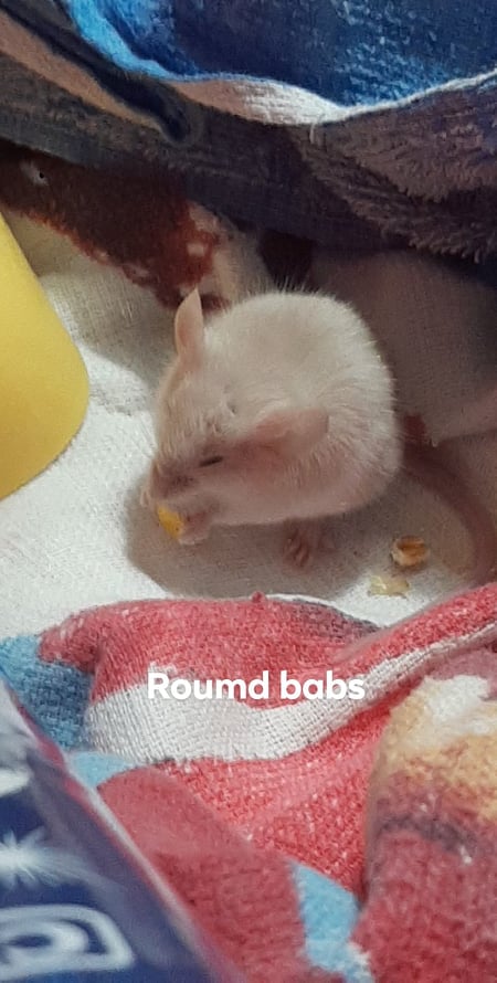 Hi! I'm Vana and these are my babies 27030710