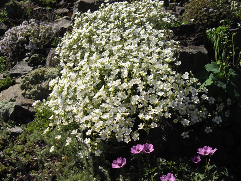 Pour installer facilement des plantes alpines Minuar12