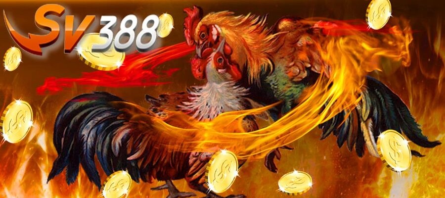 Situs Sabung Ayam SV388 Deposit Pulsa Tanpa Potongan Online 24 Jam Konten10