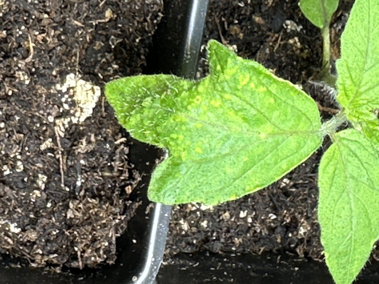 Weird spots on tomato leaves seedlings Img_1010